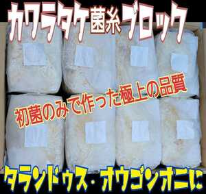 極上☆カワラタケ菌糸ブロック【2個】4000cc クヌギ１００％原料・1番菌のみ使用 タランドゥスやオウゴンオニクワガタ・レギウスの大型化に