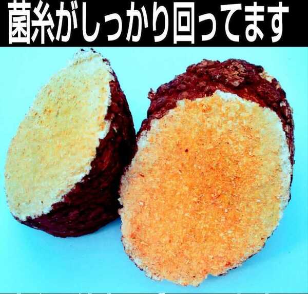 カブトムシ幼虫の栄養強化に!椎茸廃菌床【10ブロック】発酵マットに埋め込むと幼虫が潜り込みモリモリ食べて大きくなる!クヌギ100%原料