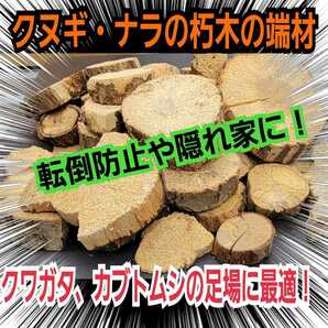 クヌギ・ナラの産卵木の端材【5~6個】クワガタ、カブトムシの交尾の場所に最適☆足場、とまり木、転倒防止、ディスプレイにも抜群です！