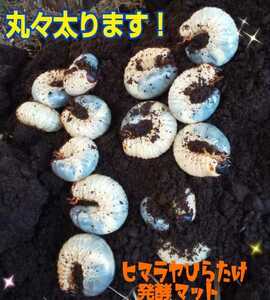 カブトムシ幼虫が丸々太ります！改良版ヒマラヤひらたけ発酵マット【30L】産卵にも抜群です！雑虫も湧きません！ギネスサイズでてます！