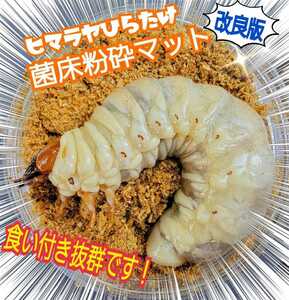[ improvement version ]himalaya common ... floor stag beetle mat * bin . pudding cup .... only!o ok wa,nijiiro, common ta, saw larva . on a grand scale become!