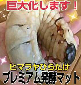  larva huge .! Guinness size go out.! evolved! premium 3 next departure . rhinoceros beetle mat [50L] special amino acid * bacteria strengthen combination! production egg also eminent 