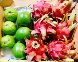 お試しに！沖縄産フルーツグァバ、ドラゴンフルーツ２種！お試しセット