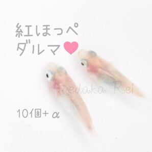 紅ほっぺ ダルマメダカの卵10個+α 死着保障あり
