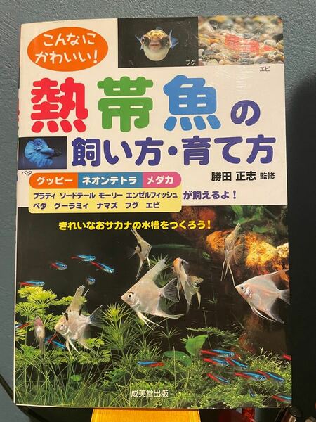 こんなにかわいい！熱帯魚の飼い方、育て方