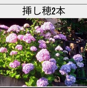 あじさい挿し穂　2本　紫陽花　アジサイ