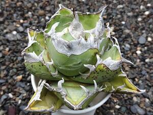38-1 極上血統 南アフリカダイヤモンド アガベ チタノタ Agave Titanota チタノータ~ バケモノ 羽毛 悪魔 シーザー ハデス 赤猫 オテロイ