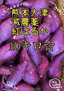 熊本大津産　新物紅はるか　10キロ　焼き芋