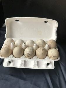 孵化用】有精卵　七面鳥　10個　無洗卵