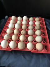 ニワトリ　鶏　 種卵30個 有精卵 _画像1