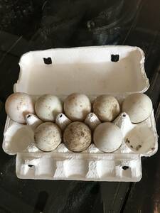 有精卵　アヒル　　合鴨　8個　　【孵化用】　　無洗卵 