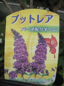 ブットレアの苗　『パープルクイーン』　1２CMポット　耐寒性　高さ3mに成長　　甘い香り