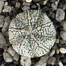 【P10078】アストロフィツム スーパー兜 Astrophytum ( 検索 アガベ 塊根植物 コーデックス パキポディウム 多肉植物 サボテン )_画像1