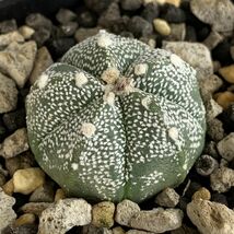 【P10068】アストロフィツム スーパー兜 Astrophytum ( 検索 アガベ 塊根植物 コーデックス パキポディウム 多肉植物 サボテン )_画像2