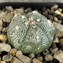 【P10068】アストロフィツム スーパー兜 Astrophytum ( 検索 アガベ 塊根植物 コーデックス パキポディウム 多肉植物 サボテン )_画像4