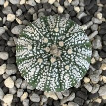 【P10134】アストロフィツム スーパー兜 Astrophytum ( 検索 アガベ 塊根植物 コーデックス パキポディウム 多肉植物 サボテン )_画像1