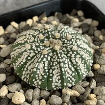 【P10134】アストロフィツム スーパー兜 Astrophytum ( 検索 アガベ 塊根植物 コーデックス パキポディウム 多肉植物 サボテン )_画像2