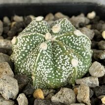 【P10073】アストロフィツム スーパー兜 Astrophytum ( 検索 アガベ 塊根植物 コーデックス パキポディウム 多肉植物 サボテン )_画像4