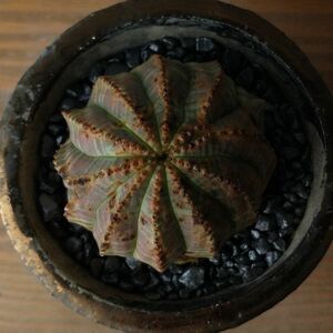 【B225】【選抜木化株】ユーフォルビア オベサ Euphorbia obesa ( 検索 アガベ 塊根植物 コーデックス パキポディウム 多肉植物 )
