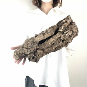 【T7163】キャノン型 コルク樹皮 エアプランツ エアープランツ チランジア コウモリラン DIY テラリウム 洋蘭 天然素材 爬虫類