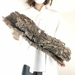 【T7165】キャノン型 コルク樹皮 エアプランツ エアープランツ チランジア コウモリラン DIY テラリウム 洋蘭 天然素材 爬虫類