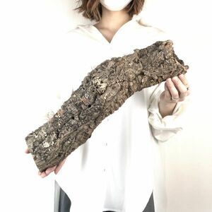 【T7176】キャノン型 コルク樹皮 エアプランツ エアープランツ チランジア コウモリラン DIY テラリウム 洋蘭 天然素材 爬虫類