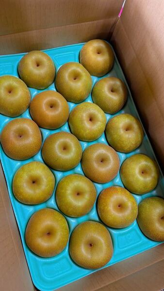 幸水長野県産 みなみ信州 幸水 5kg 18個入り 贈答用 美品