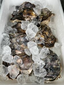 神谷漁港産特大超美品プレミアム天然岩牡蠣　　