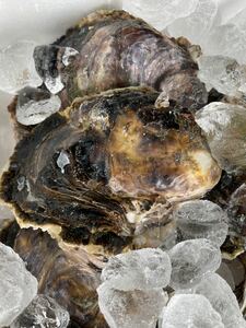 神谷漁港産特大超美品プレミアム天然岩牡蠣　　