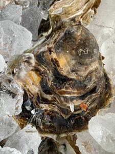 神谷漁港産特大超美品プレミアム天然岩牡蠣50kg8/23〜27発送分。希望到着指定日連絡お願いします。