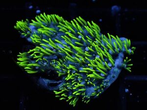 【Coral Mantis】811　スターポリプ　グリーン　２　同時出品サンゴ多数！