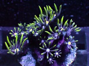 【Coral Mantis】811　スターポリプ　グリーン　同時出品サンゴ多数！