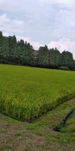 令和3年産栃木県特一等米コシヒカリ25キロ無農薬にて作り上げた自慢のお米です。安心、安全のお米です。食べてみてい下さい。
