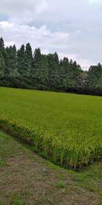 令和3年産栃木県特一等米コシヒカリ無農薬で作り上げた自慢のお米です。25キロ玄米 