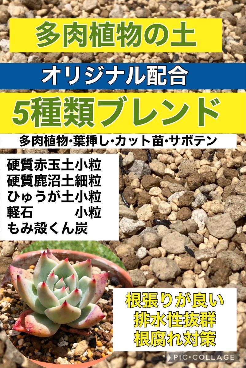 backside works アート鉢 植物連鎖 塊根少女 | tecnotelas.com.br