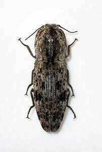 【日本の甲虫標本】沖縄本島産　ウバタマコメツキ　【約31ミリ】
