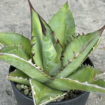 アガベ チタノタ (チタノタブルー実生) agave titanota (Blue seeding) 14_画像1