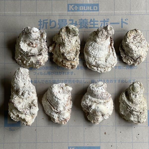 鹿児島県産 岩牡蠣 殻 約2キロ