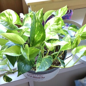 観葉植物 ポトス
