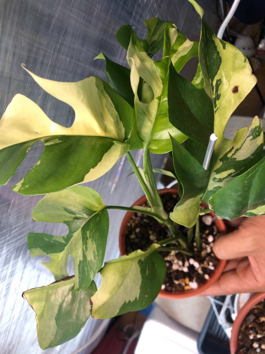 テトラスペルマ 斑入/ヒメモンステラ斑入り/Raphidophora 超希少ラフィドフォラ パラゴン Paragon 匿名配送 Variegata Tetrasperma - verredevinetballedegolf.fr テトラスペルマ 斑入/ヒメモンステラ斑入り/Raphidophora 超希少ラフィドフォラ パラゴン Paragon 匿名配送 Variegata Tetrasperma - verredevinetballedegolf.fr