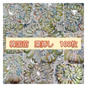特価!数量限定出品! 多肉植物 韓国苗 ランダム葉挿し 100枚