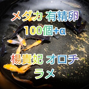 【メダカ 有精卵 ミックス!!】メダカ お楽しみ有精卵 100個+a 〈楊貴妃 オロチ ラメ 等〉