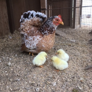 ！！三色碁石矮鶏（チャボ）有精卵6個！！