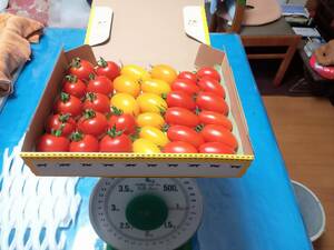 農家直送　新鮮なミニトマト（アイコ赤・黄、こくうま）食べ比べセット　宅配便コンパクト正味１Ｋｇ以上　送料込み１，３００円 