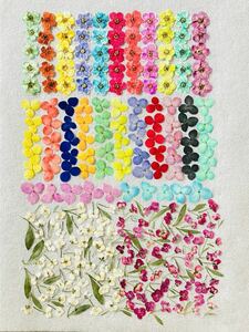  pressed flower material coloring pressed flower small flower set 
