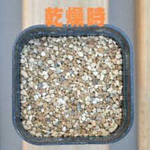 塊根植物 多肉植物 観葉植物培養土 0.5リットル 0.5L 極小粒 元肥入 超硬質焼成赤玉土 ひゅうが土 日向土 桐生砂 ゼオライト_画像2