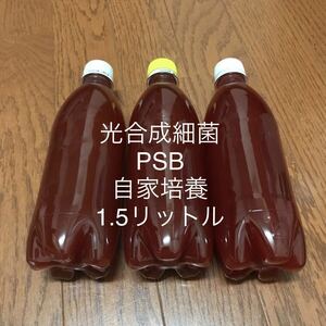 自家培養　光合成細菌　PSB 1.5リットル　エサ　水質浄化