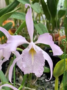 洋蘭原種 カトレア C. maxima coerulea 'Alexandra' × self 花付き