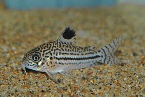 ★ Corydoras Triliniasus (Джули) Wild SM ★