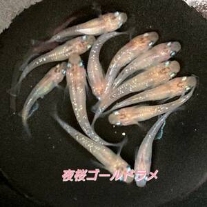 メダカ現物　夜桜ゴールド稚魚若魚　10匹+保証2匹